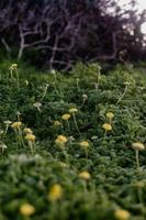 fynbos sul-africano foto