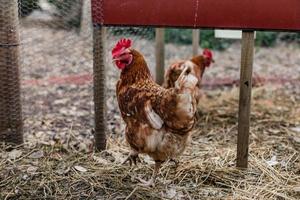 galinhas de ovos de quintal foto
