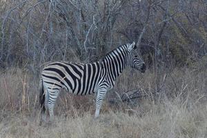 zebra em pé solitária foto