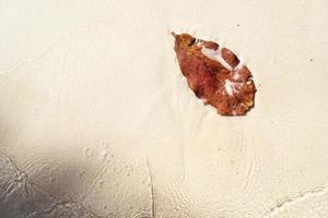 folha de árvore de outono laranja ou vermelha na areia da praia com espaço de cópia. beleza na natureza. foto