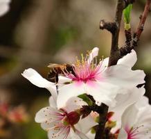 abelha coletando pólen em flores de amêndoa