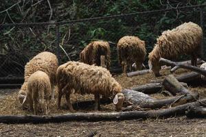 grupo de ovelhas brancas comendo na gaiola no zoológico da fazenda local com foco seletivo. uma raça de ovelhas domésticas do zoológico de chiang mai na tailândia. foto