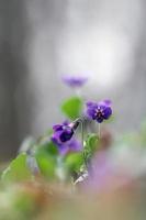 viola odorata - violeta doce, violeta inglesa, violeta comum ou violeta de jardim foto