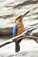 guam kingfisher