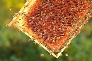 trabalhador abelhas no favo de mel no apiário foto