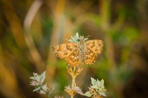 borboleta marrom descansando na grama foto
