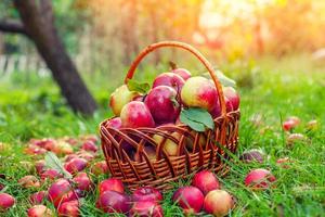 cesta com maçãs vermelhas na grama