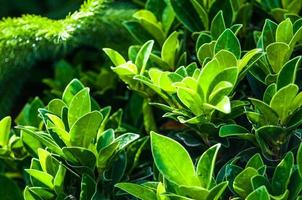close-up de linda folha verde fresca