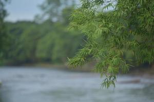 folha de bambu e o rio foto