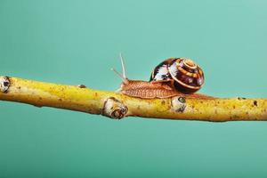 um grande caracol de uva comestível rasteja ao longo de um galho de árvore em um fundo verde. foto