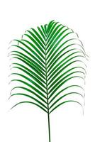padrão de folhas verdes, folha de palmeira isolada no fundo branco foto