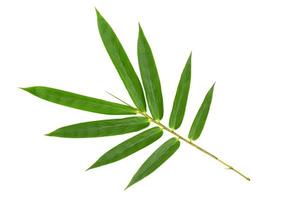 padrão de folhas de bambu verde isolado no fundo branco, vista frontal foto