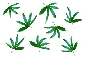 padrão de folhas verdes, folha de palmeira isolada no fundo branco foto