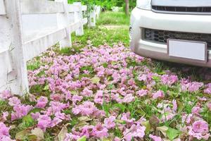 flor rosa e carro no chão foto