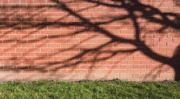 parede de tijolo texturizada com sombra de árvore de galhos e piso de gramado na primavera, parede de bloco vermelho ou marrom escuro de superfície com luz e sombra com prado foto