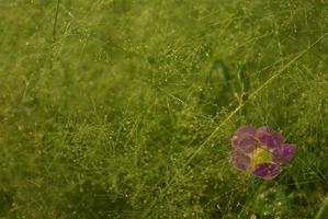 uma flor rosa no campo de cyrtococcum patens foto
