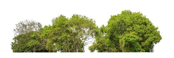 árvores verdes isoladas em fundo branco são floresta e folhagem no verão para impressão e páginas da web com caminho de corte e canal alfa foto