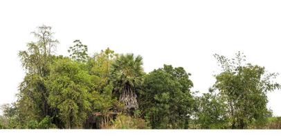 árvores verdes isoladas em fundo branco são floresta e folhagem no verão para impressão e páginas da web com caminho de corte e canal alfa foto