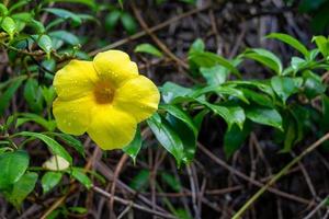 allamanda cathartica, a tailândia é chamada de flor banburi. flor amarela de manhã saturada com água da chuva. foto