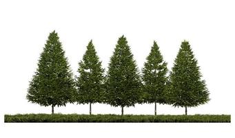 3ds renderizando a imagem da vista frontal dos pinheiros no campo de gramíneas foto