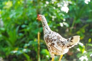 frango com fundo de natureza, foco seletivo foto