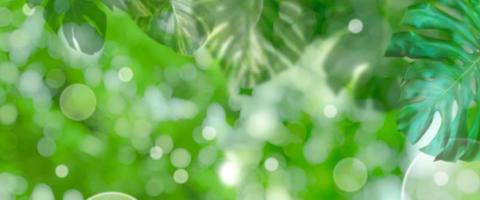 desfoque o padrão de folhas verdes para o conceito de temporada de verão ou primavera, folha de monstera com fundo texturizado bokeh foto