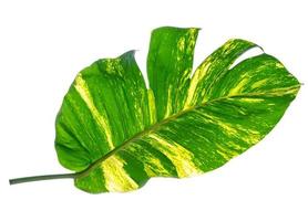 padrão de folhas verdes de folhagem epipremnum aureum isolado no fundo branco, folha exótica tropical, inclui traçado de recorte, hera do diabo, pothos dourado foto