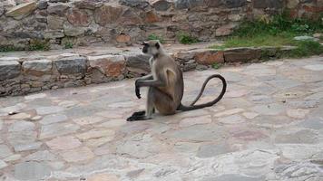 um macaquinho inocente sentado foto