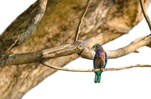 coracias affinis ou pássaros de rolo indochineses no galho foto