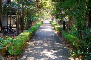 passarela de cimento em plantações florestais foto