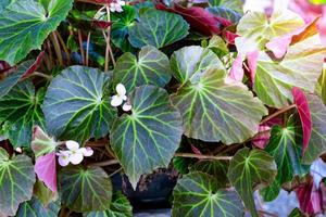 padrão de folhas verdes escuras com pequenas flores foto