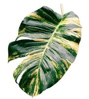 padrão de folhas verdes de folhagem epipremnum aureum isolado no fundo branco, folha exótica tropical, incluir traçado de recorte, hera do diabo, pothos dourado, incluir traçado de recorte foto