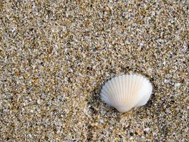 concha branca na praia de areia, textura de fundo foto