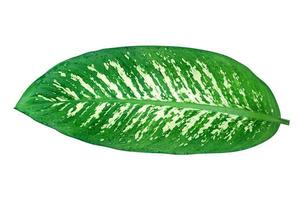 padrão de folhas verdes de folhagem de cana burra isolada em fundo branco, folha exótica tropical, inclui traçado de recorte foto