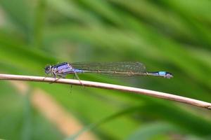libélula libelinha de cauda azul