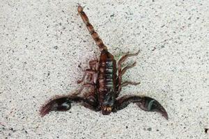 morreu escorpião foto