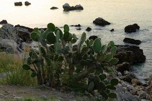 um grande cacto ou outra planta suculenta nas margens do mar adriático. Montenegro foto