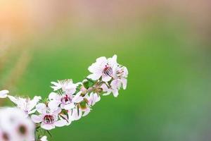 flores brancas da árvore manuka florescem com fundo desfocado verde foto