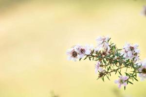 flores brancas da árvore manuka florescem com fundo desfocado amarelo foto