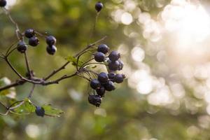 cachos de frutas sabugueiro preto no jardim primavera foto