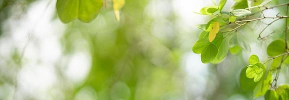 closeup da bela natureza ver folha verde na sombra de vegetação turva e fundo no jardim com espaço de cópia usando como conceito de página de capa de fundo. foto