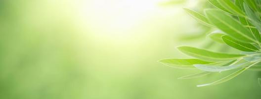 closeup da bela natureza ver folha verde sobre fundo desfocado de vegetação no jardim com espaço de cópia usando como conceito de página de capa de fundo. foto