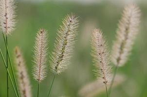 grama de pennisetum selvagem florescendo no leste do texas. foto