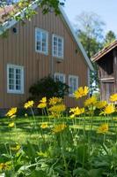 uma charmosa casa de fazenda cercada por canteiros de flores na noruega. foto