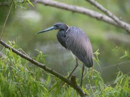 uma garça tricolor de perfil observando a lagoa. foto