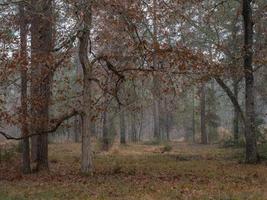 árvores de folha caduca em uma floresta deixando cair suas folhas no outono. foto