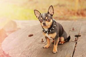 cachorro tricolor chihuahua. pequeno cão puro-sangue na natureza. foto