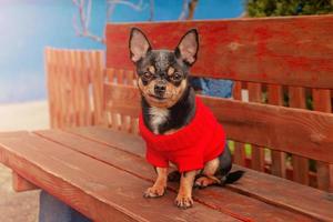 o cachorro senta. chihuahua vestindo um suéter vermelho. foto