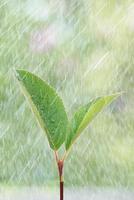 broto verde jovem na chuva, closeup. conceito de primavera. foto