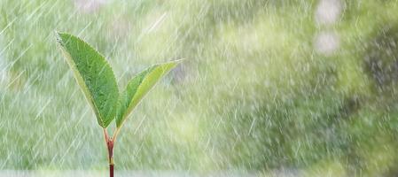 broto verde jovem na chuva. foto com espaço de cópia.